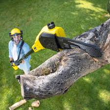 Best Tree Disease Treatment  in Tucson, AZ