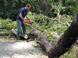 Best Storm Damage Tree Cleanup  in Tucson, AZ