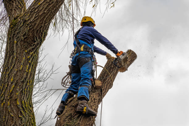 Best Arborist Consultation Services  in Tucson, AZ